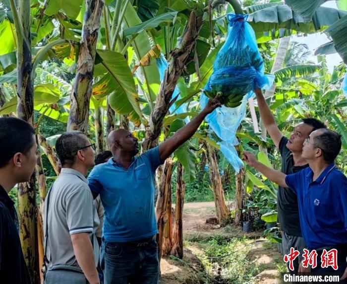 中國(guó)專(zhuān)家在斯里蘭卡一處種植園查看香蕉生長(zhǎng)情況?！≈兴鼓夏虾献鲗?zhuān)家組供圖